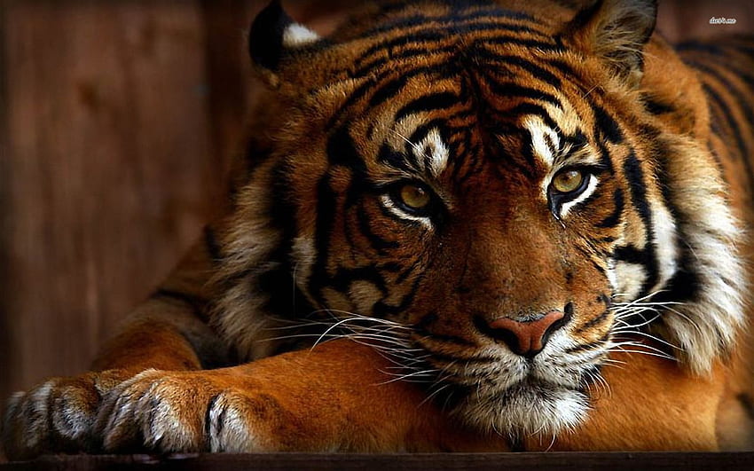 Cute Bengal Tiger , of a awesome HD wallpaper