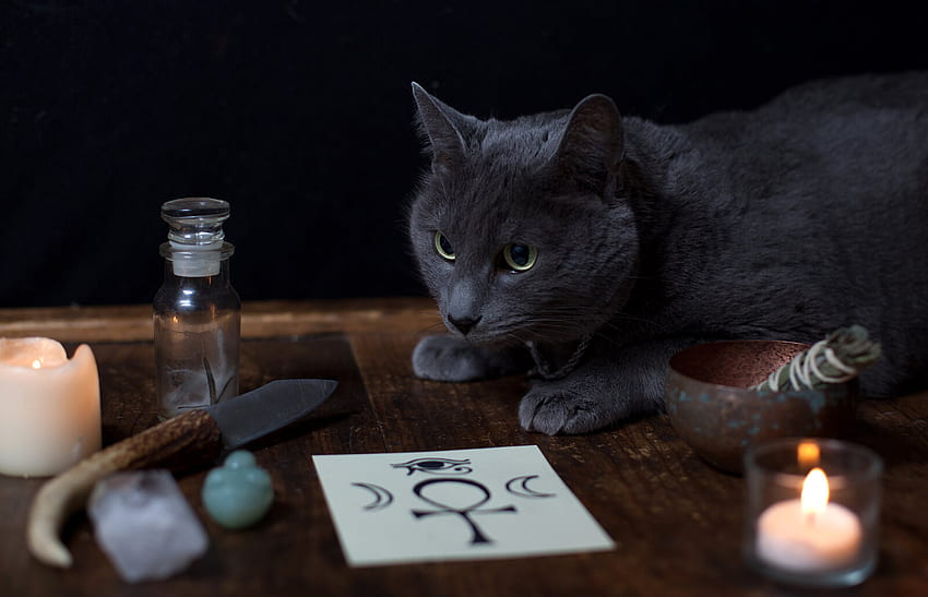 Nomes de gatos mágicos para seu felino místico, lindo gato bruxo papel de parede HD