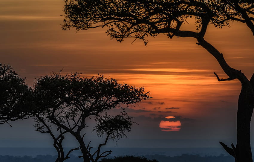 the sun, trees, sunset, Africa, Kenya, reserve, Masai Mara for , section природа, Maasai Mara HD wallpaper