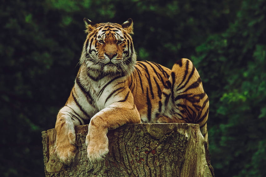 Животни, Хищник, Голяма котка, Тигър, Амурски тигър HD тапет