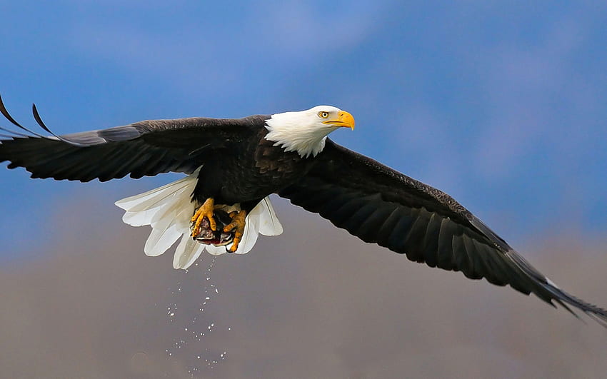 아메리칸 흰머리 독수리 비행 배경, 네이티브 독수리 HD 월페이퍼