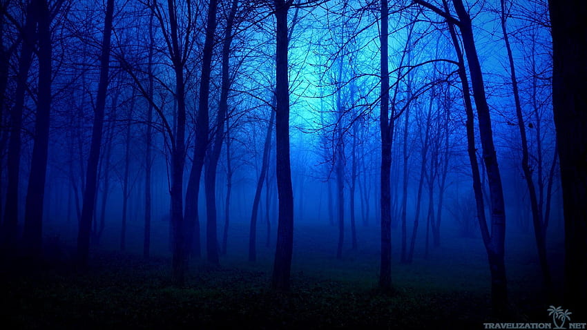 Forêt Bleue , Forêt Bleue Fond d'écran HD
