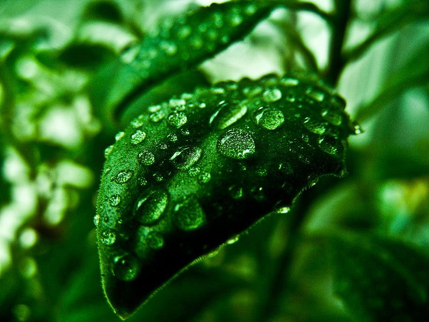 Wet Leaf, cool, leaf, wet HD wallpaper