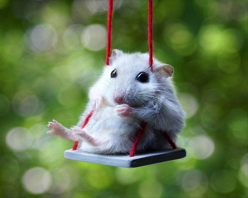 funny hamsters. Funny Hamster . Cute animals, Funny animals, Funny hamsters HD wallpaper