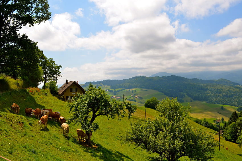 Switzerland, landscape, cow, nature HD wallpaper