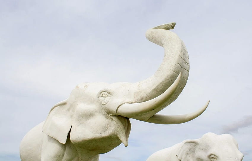 White Elephant - & Background HD wallpaper