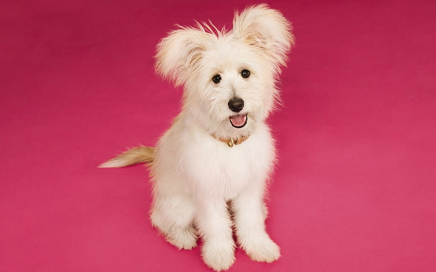 Cachorro, animal, perro, rosa, blanco, lindo, encantador, caine fondo de pantalla