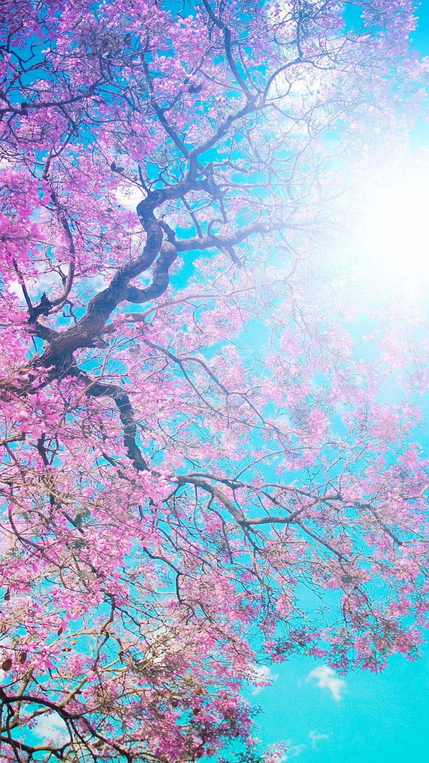 Tree Sunny Spring Day ultra móvel Papel de parede de celular HD