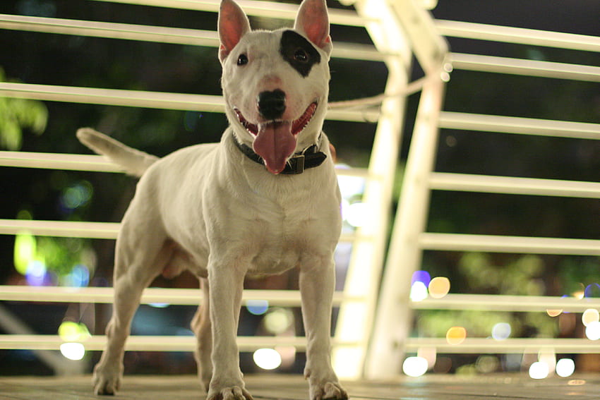 Bull Terrier Inglês, inteligente, fofo, obediência, bonito papel de parede HD