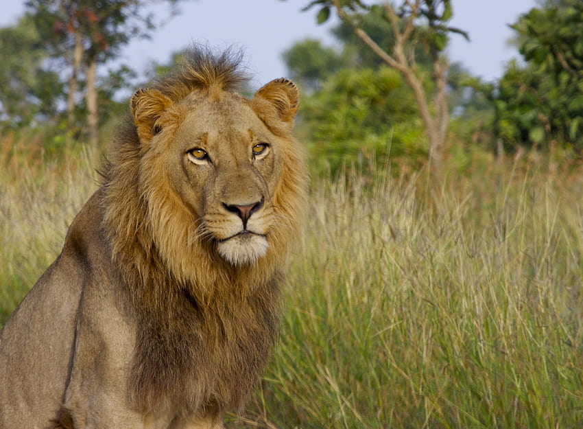 動物, ライオン, 大きな猫, 百獣の王, 百獣の王 高画質の壁紙