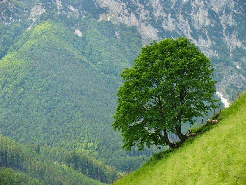 Verdi pascoli, pascoli, verde, pecore, bello, erba, montagne, pascolo, albero Sfondo HD