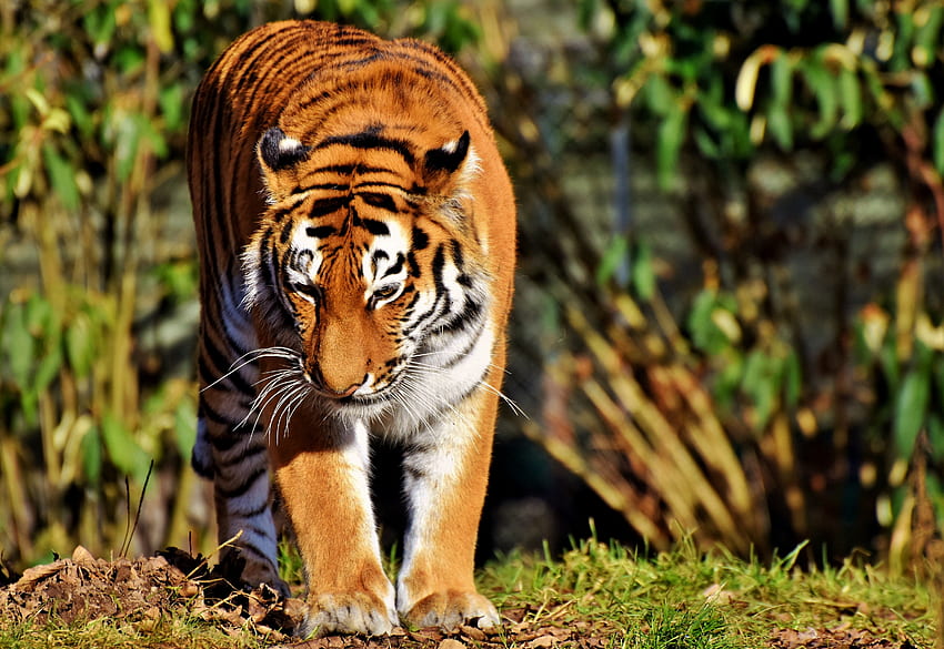 สัตว์ นักล่า แมวตัวใหญ่ เดินเล่น เสือ วอลล์เปเปอร์ HD