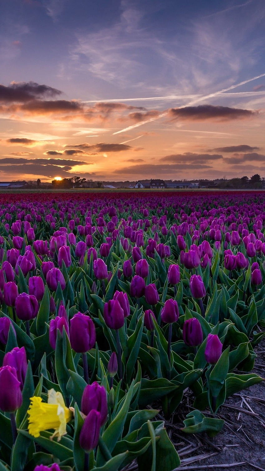Purple Tulips, Field, Path, Sunset HD phone wallpaper