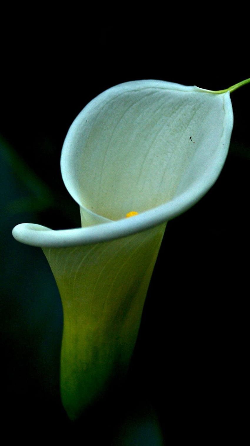 Calla Lily iPhone , Lilies HD phone wallpaper