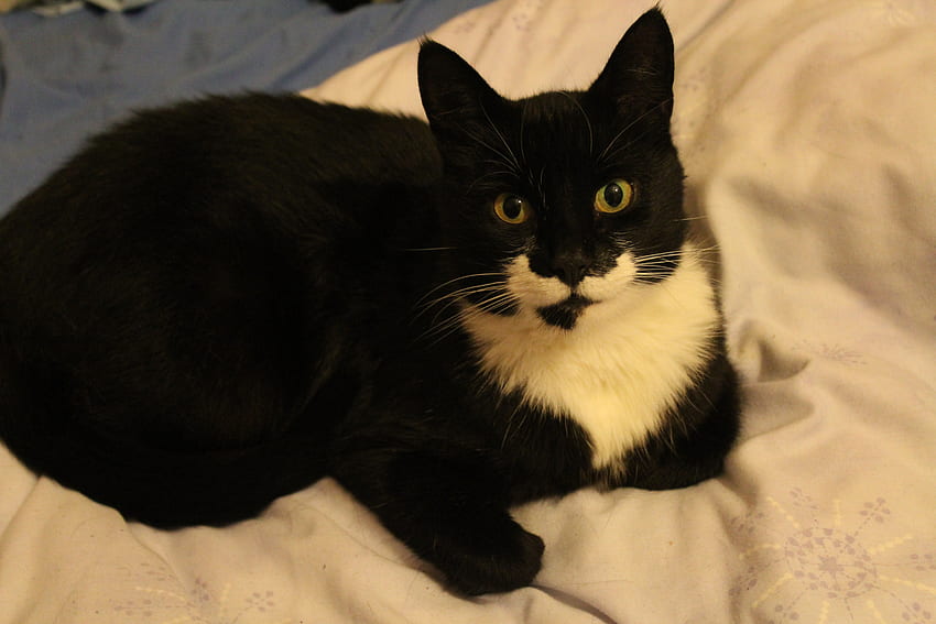 Harry the Tuxedo, black and white cats, tuxedo, cats, pets HD wallpaper