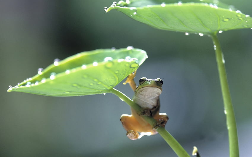 กบ ฝน สัตว์เลื้อยคลาน สีเขียว สัตว์ครึ่งบกครึ่งน้ำ ใบไม้ วอลล์เปเปอร์ HD