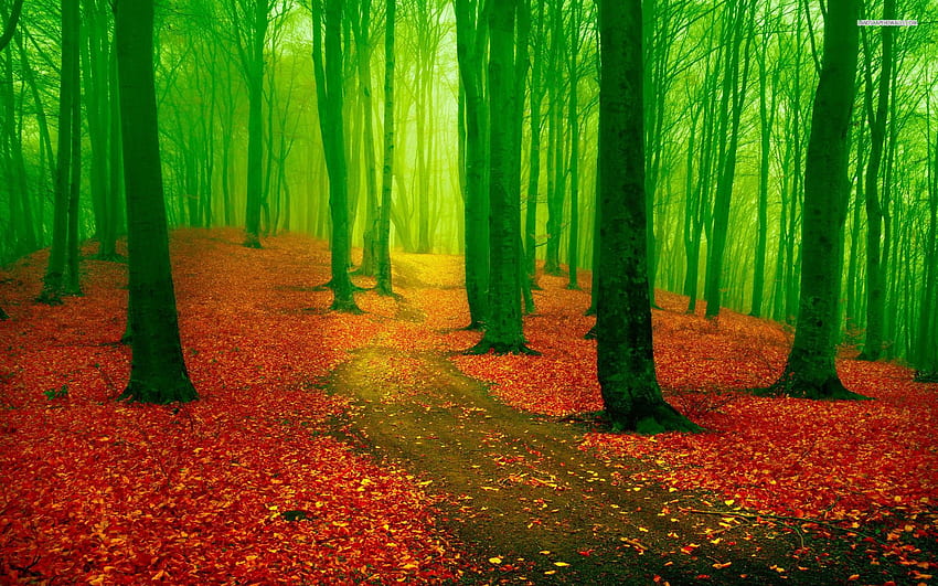Red Leaf Carpet Green Forest PC and Mac HD wallpaper