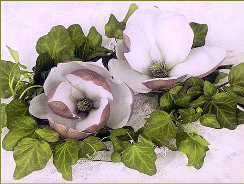 Magnolia for Joy, blanc, feuilles, Magnolia, fleur, vert Fond d'écran HD