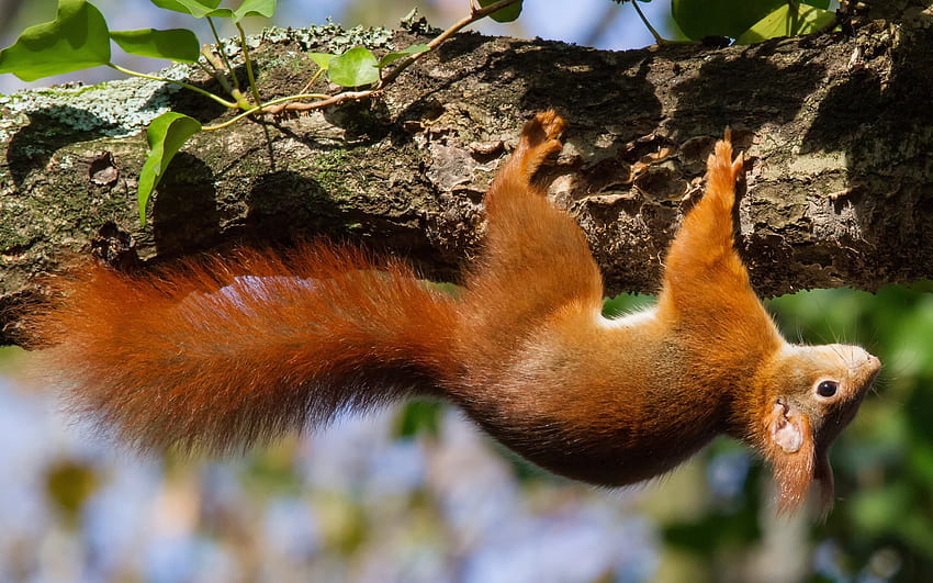 Animals, Squirrel, Wood, Tree, Climb, Upside Down HD wallpaper