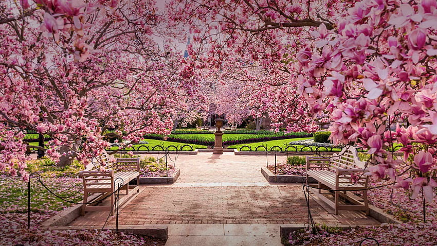Цъфтеж на вишни в National Mall, Вашингтон, окръг Колумбия, САЩ - Разгледайте, Фестивал на черешов цвят HD тапет
