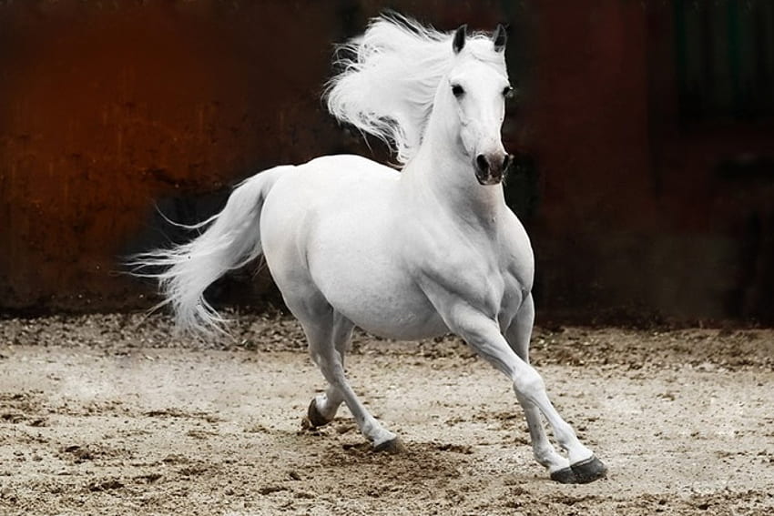Ogier andaluzyjski, andaluzyjski, koń, biały, ogier, zwierzęta Tapeta HD