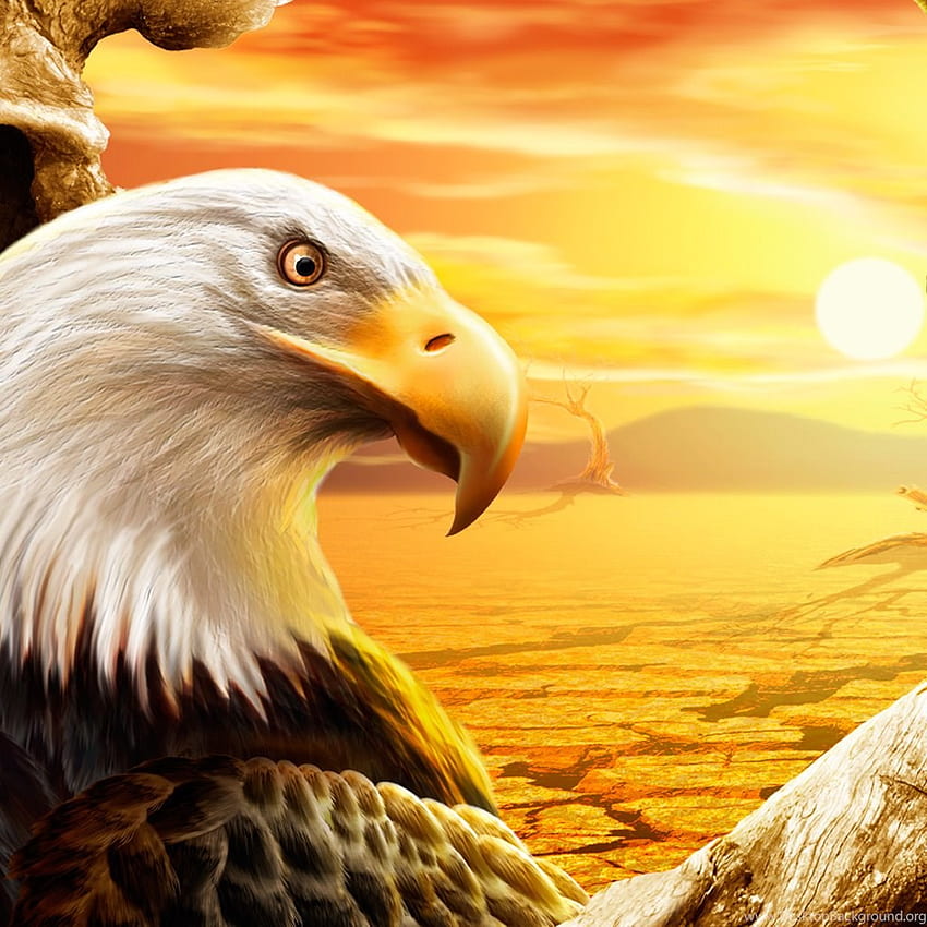 Eagle Wallpaper Nature Background Pictures Of Eagles Flying Background  Image And Wallpaper for Free Download