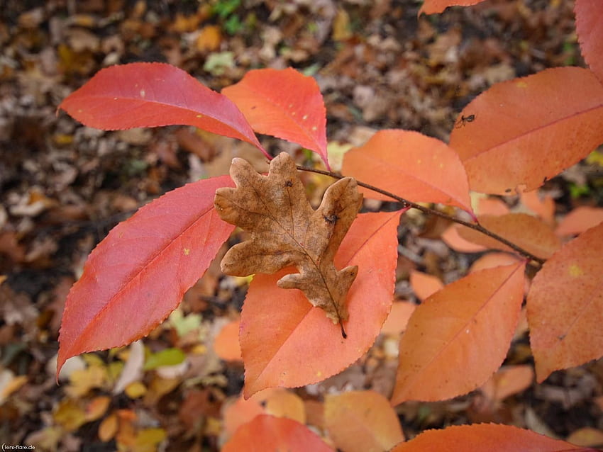 Nature, Autumn, Leaves, Forest, Multicolored, Oak HD wallpaper