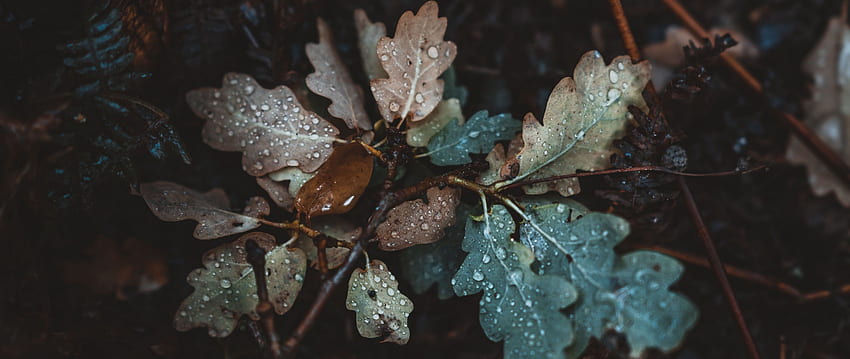 オーク、葉、秋、滴、湿気、落ちたデュアル ワイド背景、Oak Leaf 高画質の壁紙