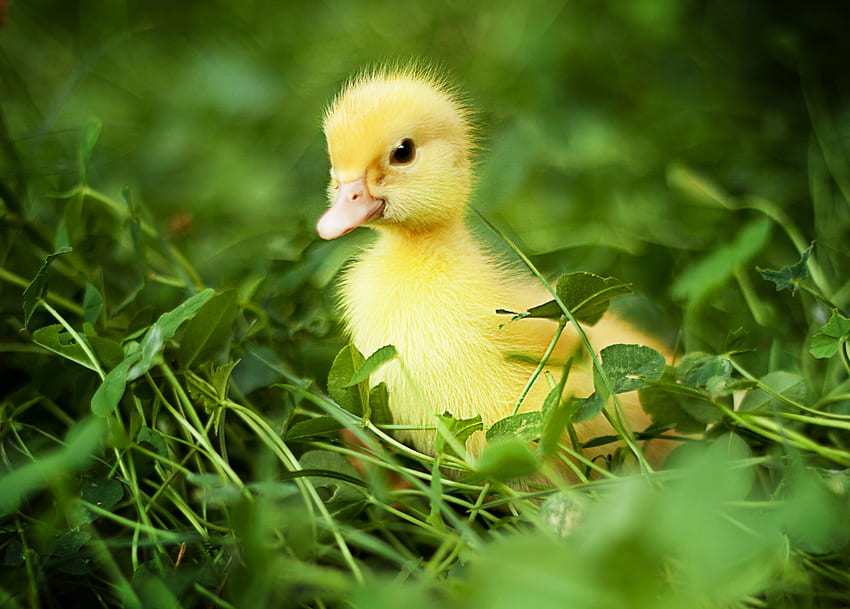 Duckling, duck, anna levankova, bird, cute, pasare, grass, spring, green, yellow HD wallpaper