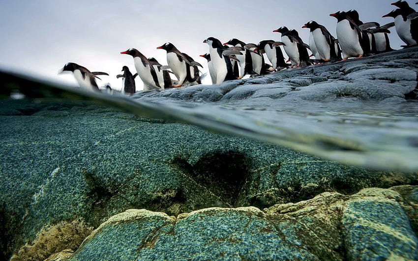 Animals, Water, Pinguins, Stones, Flight, Flock HD wallpaper