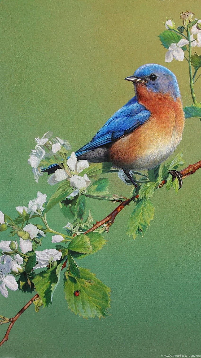 Android Beautiful Birds Background HD phone wallpaper