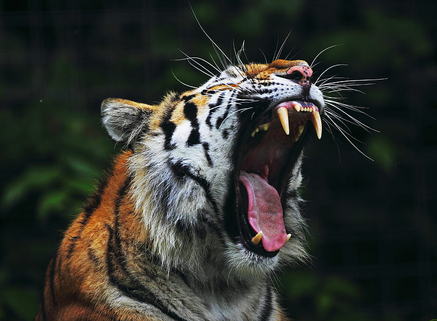 Animals, Grin, Muzzle, Big Cat, Tiger, Anger HD wallpaper