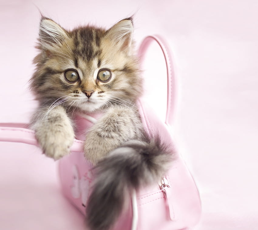 Kociak, zwierzę, torba, ładny, torebka, kot, pisica, różowy, rachael hale, łapa Tapeta HD
