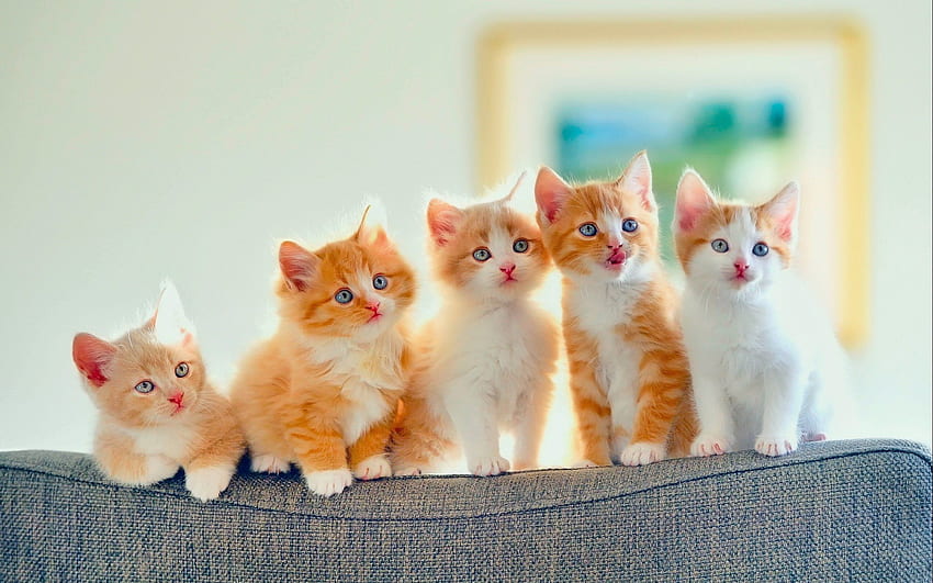 kocięta, kotek, kot, koty, niemowlę, uroczy, S Tapeta HD