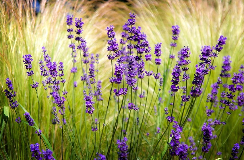 Lavendel, Blumen, Unschärfe, Glatt, Feld, Schärfe HD-Hintergrundbild