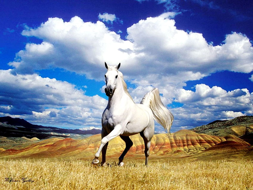 Seven Horses - White Horse - & Background , Beautiful White Horse HD wallpaper