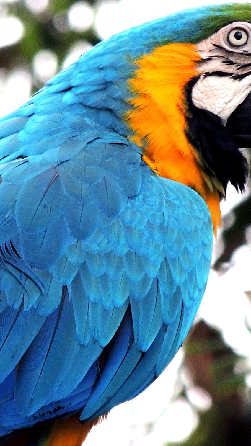 Blue Macaw - Drug Addicted Parrots - - teahub.io HD phone wallpaper