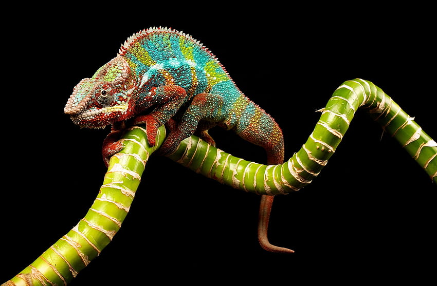 Animals, Branch, Color, Reptile, Chameleon HD wallpaper