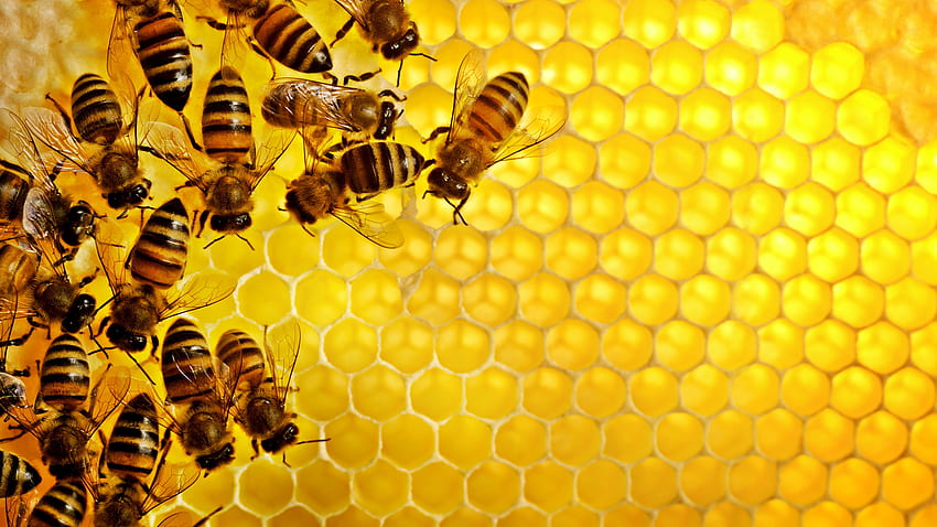 insectos, abejas fondo de pantalla