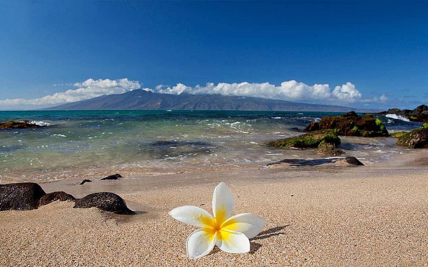 Contexte hawaïen. Hawaï, arrière-plan hawaïen, plages hawaïennes Fond d'écran HD