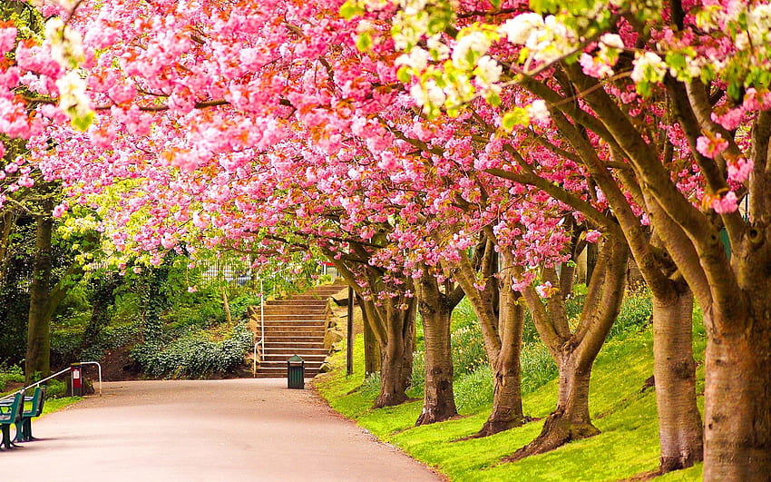 Springtime, Bing Spring HD wallpaper | Pxfuel