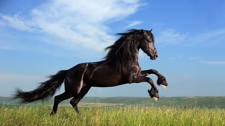 馬や携帯の画面で簡単に、走る馬 高画質の壁紙