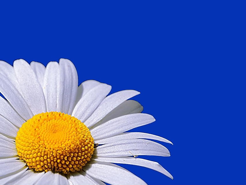 Daisy on blue, blue, daisy, petal, flower HD wallpaper