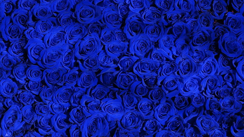 . modello rosa blu. Fiore blu, rose blu, blu reale Sfondo HD