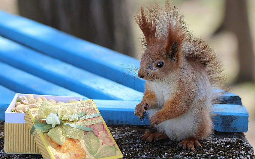 Animals, Squirrel, Nuts, Box, Present, Gift, Bench HD wallpaper