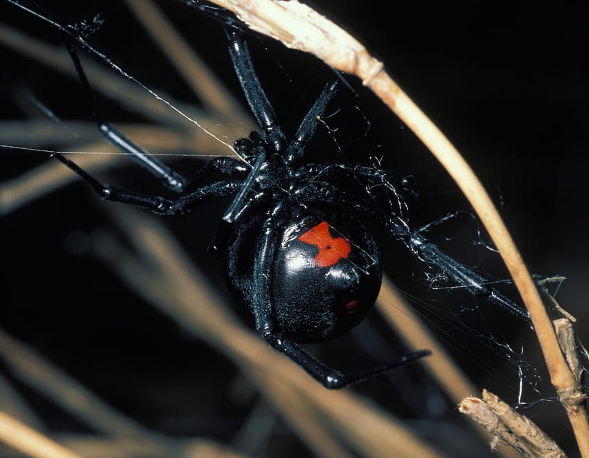 Black Widow Spiders. MDC Discover Nature HD wallpaper | Pxfuel