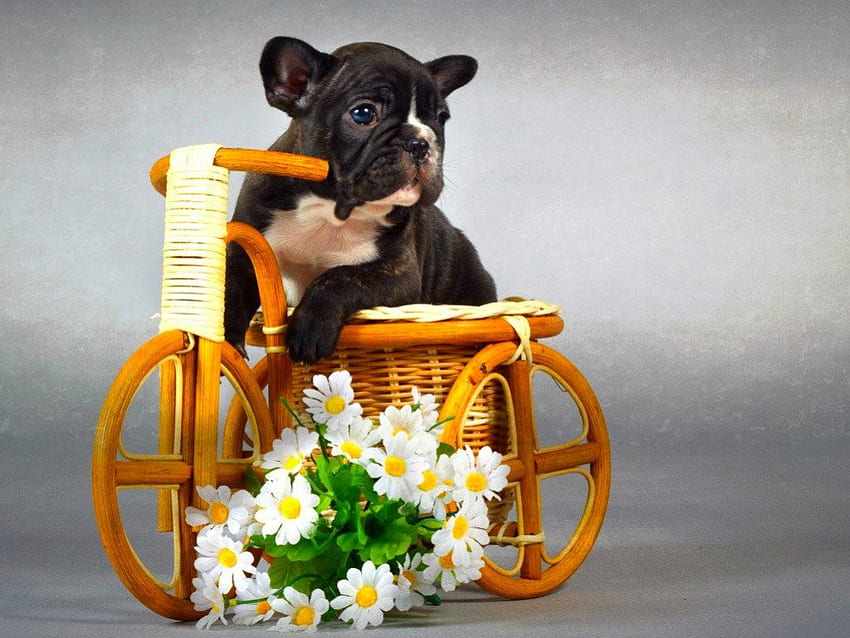 Cute dog, dog, cute, flowers, animals HD wallpaper | Pxfuel