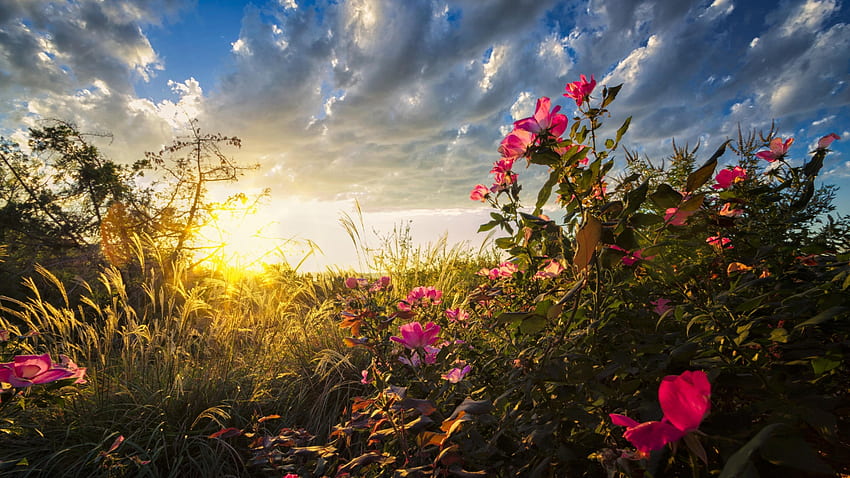Beeindruckender Sonnenaufgang, Landschaft, Himmel, Blumen, Sonne, Blüten HD-Hintergrundbild