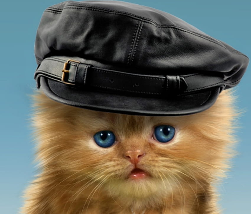 Chaton, animal, noir, mignon, chat, orange, gingembre, pisica, drôle, chapeau Fond d'écran HD