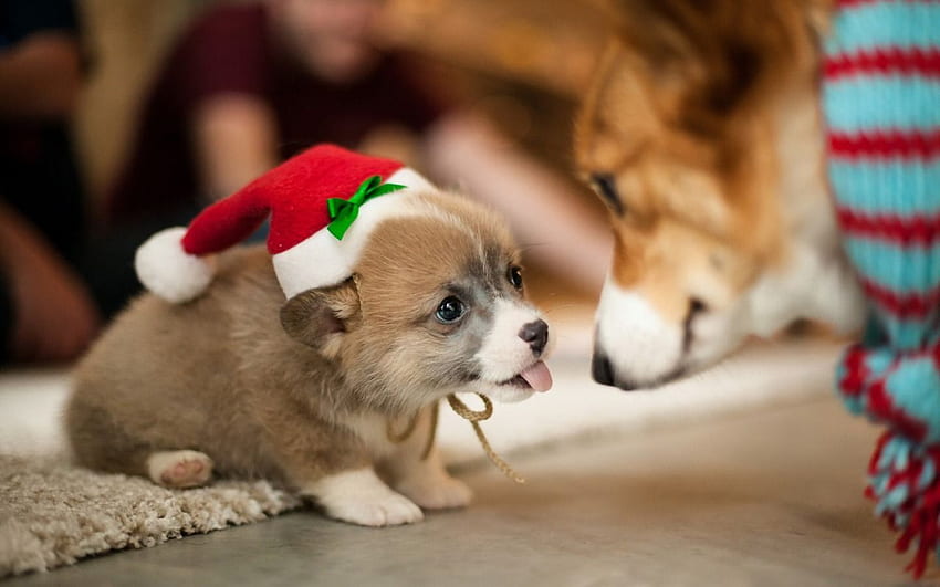 ANIMALS - FUNNY.SWEET.POIGNANT, Christmas Corgi HD wallpaper